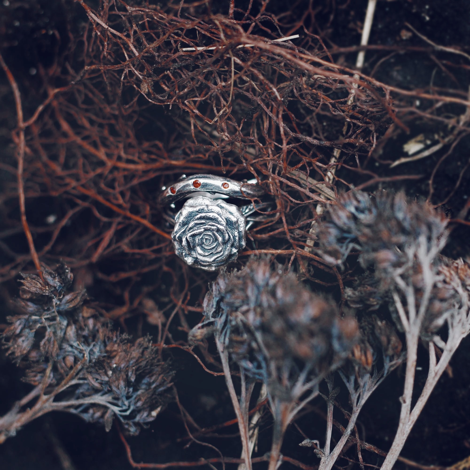 Wild rose