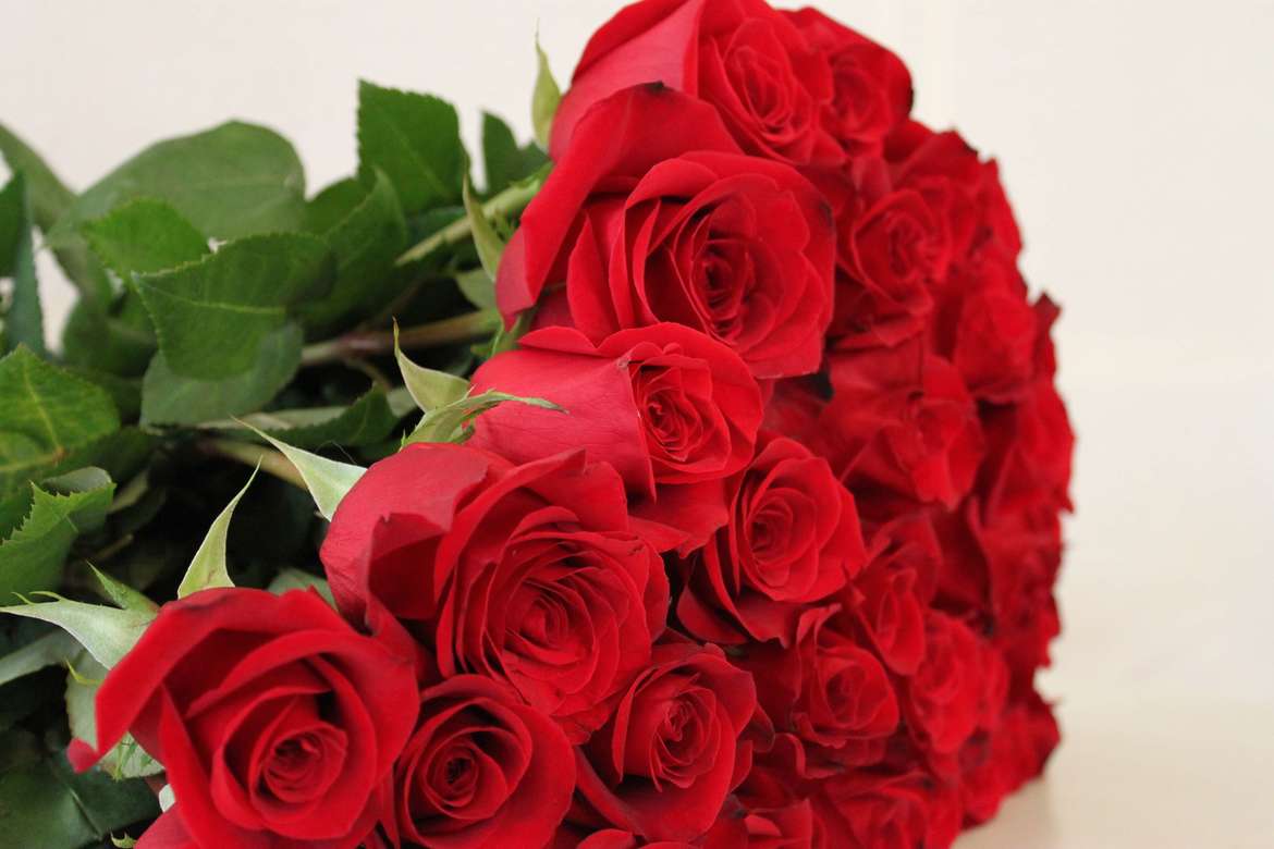 Роза красная Explorer(Эквадор) 80см