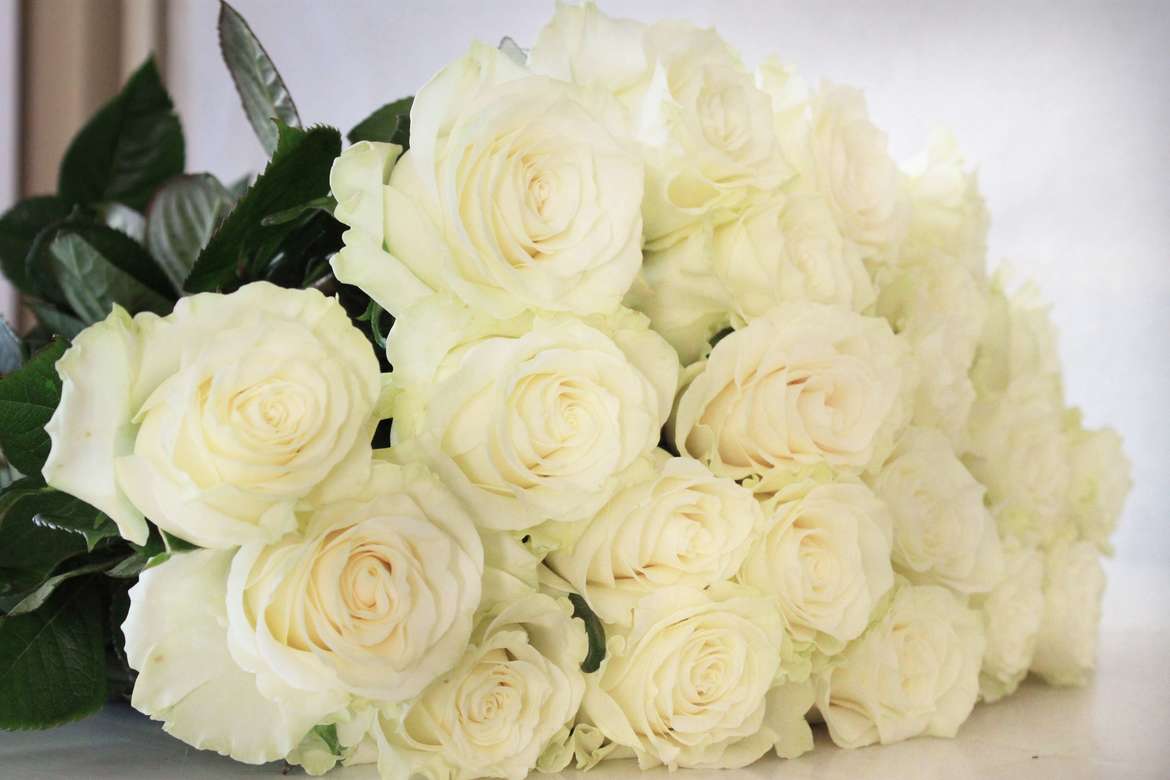 Роза белая Mondial(Эквадор) 80см