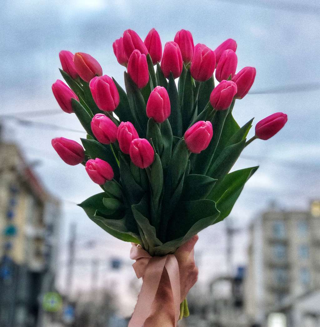Розовые тюльпаны (139 фото)