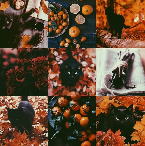 Black cat