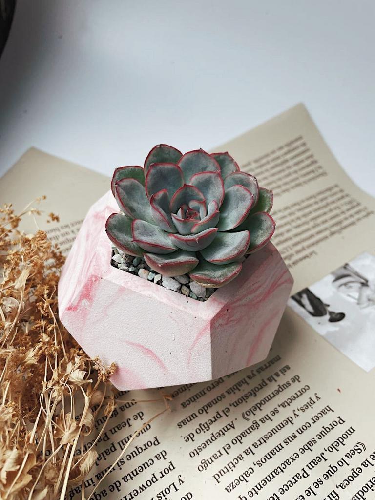 Композиции из суккулентов купить в Москве