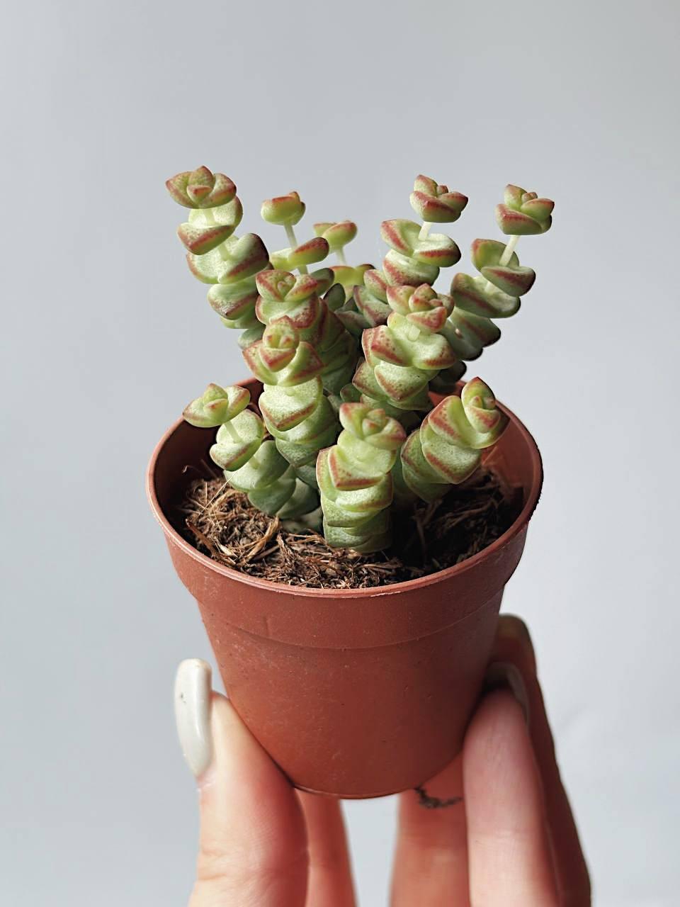 Крассула Марниериана Crassula Marnieriana купить Крассулы в  интернет-магазине