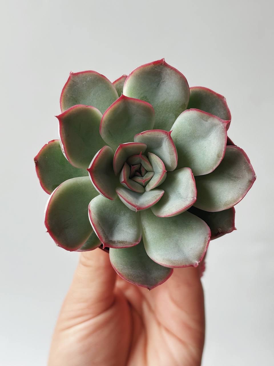 Эхеверия Геркулес, Echeveria Hercules купить широкий выбор суккулентов