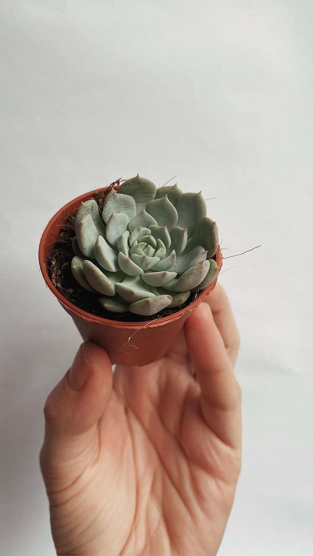 Эхеверия Деренберга Echeveria Derenbergii купить суккуленты