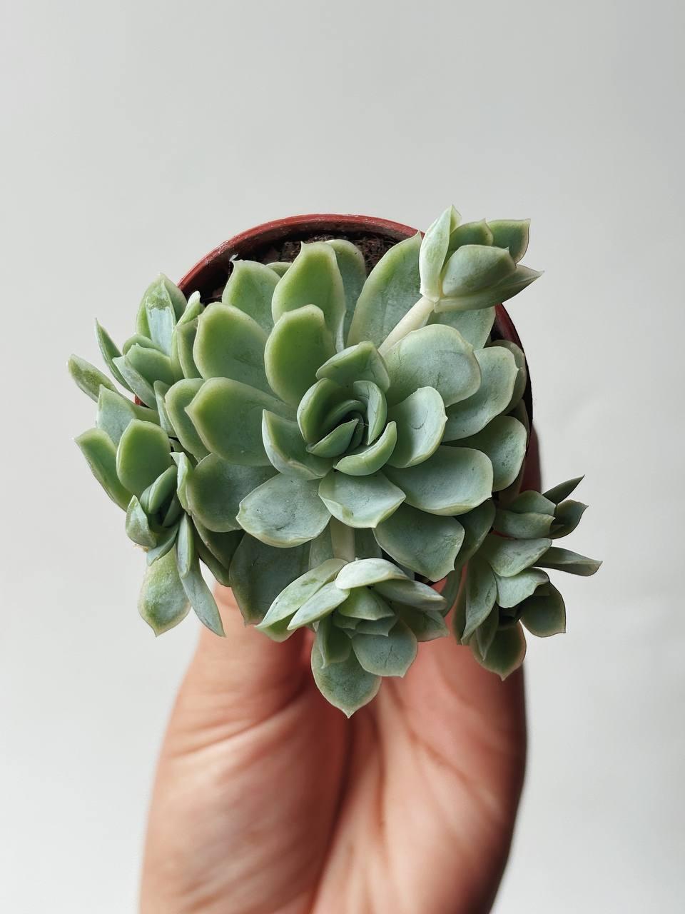 Эхеверия Изящная Echeveria Elegans купить в Москве