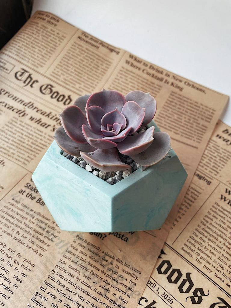 Композиции из суккулентов купить в Москве