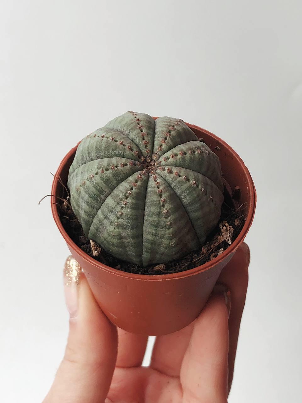 Euphorbia obesa Молочай тучный купить в Москве