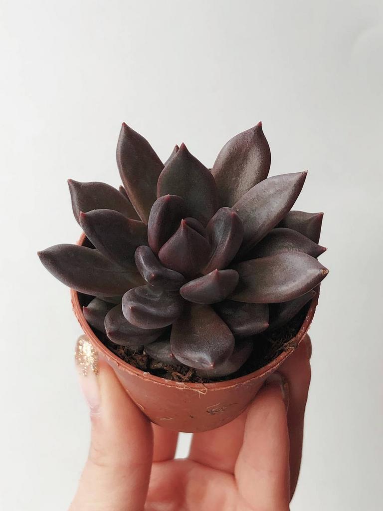 Суккулент Эхеверия Чёрный Принц Echeveria Black Prince купить красивый  суккулент