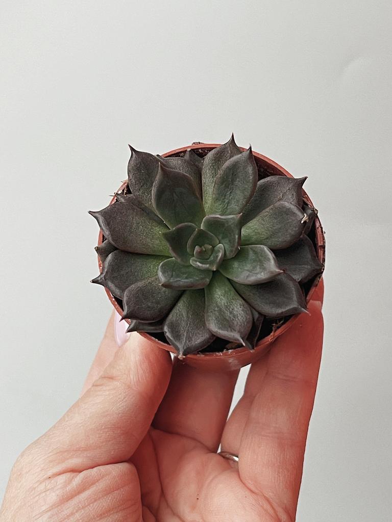 Суккулент Эхеверия Чёрный Принц Echeveria Black Prince купить красивый  суккулент