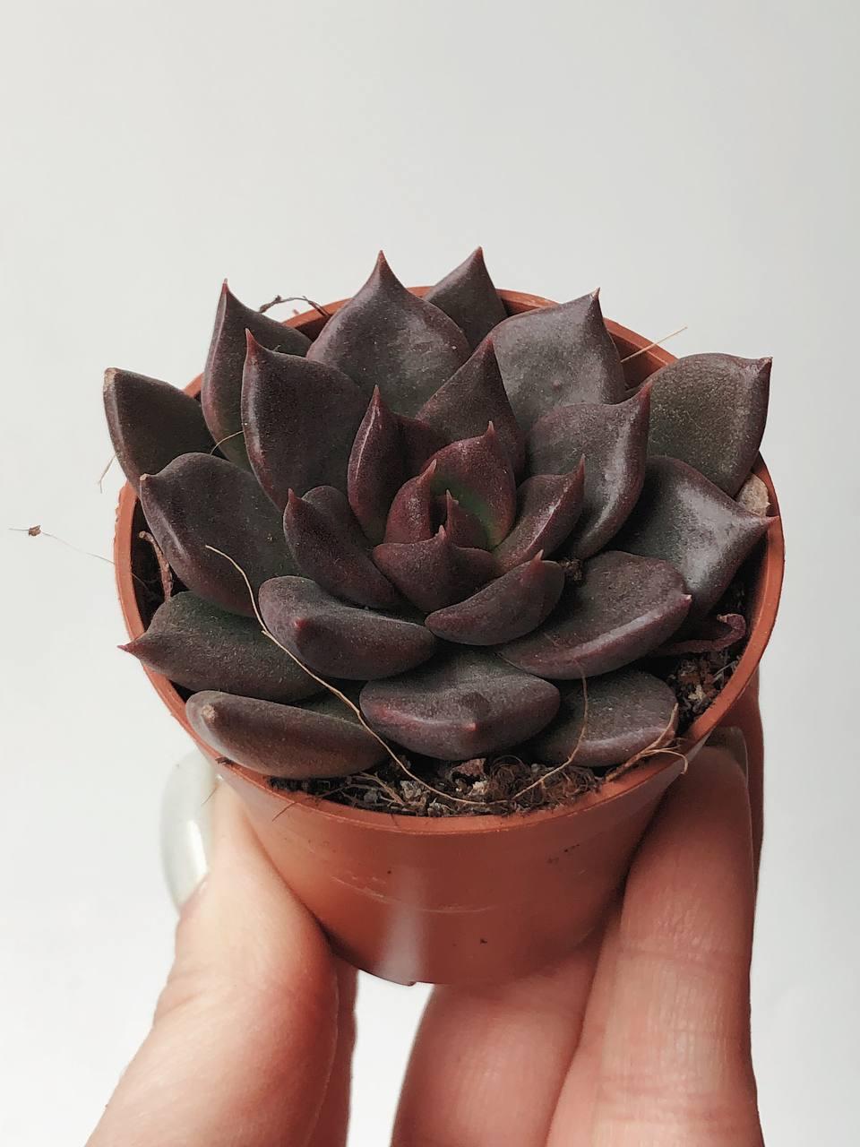 Суккулент Эхеверия Чёрный Принц Echeveria Black Prince купить красивый  суккулент