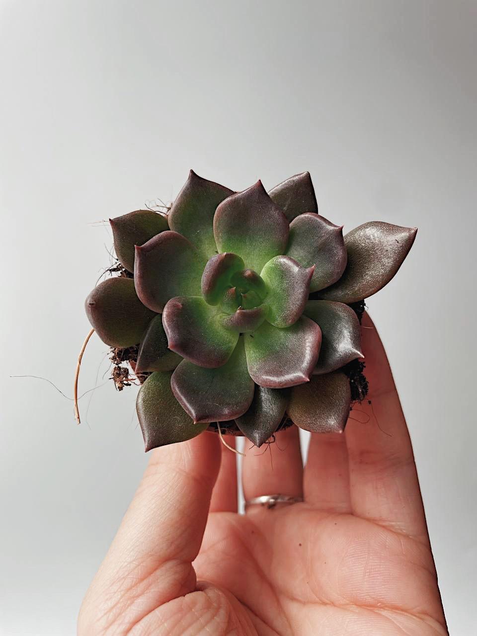 Суккулент Эхеверия Чёрный Принц Echeveria Black Prince купить красивый  суккулент