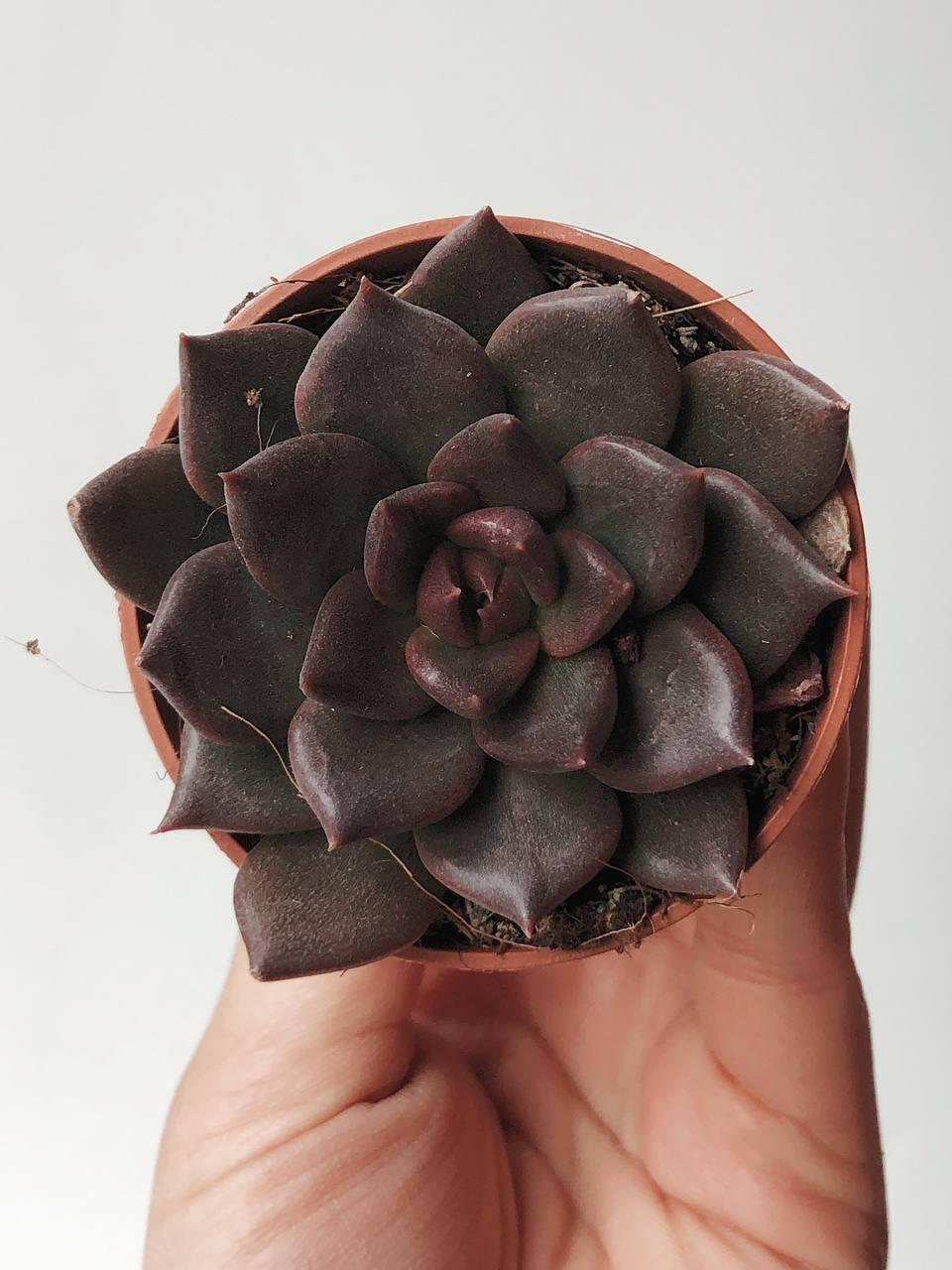 Суккулент Эхеверия Чёрный Принц Echeveria Black Prince купить красивый  суккулент