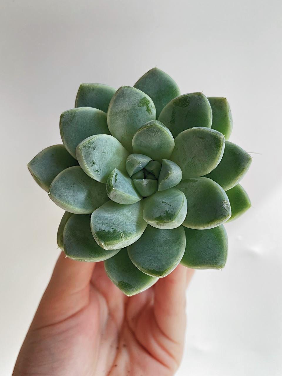 Эхеверия Альбиканс Echeveria Albicans Купить эхеверию с доставкой