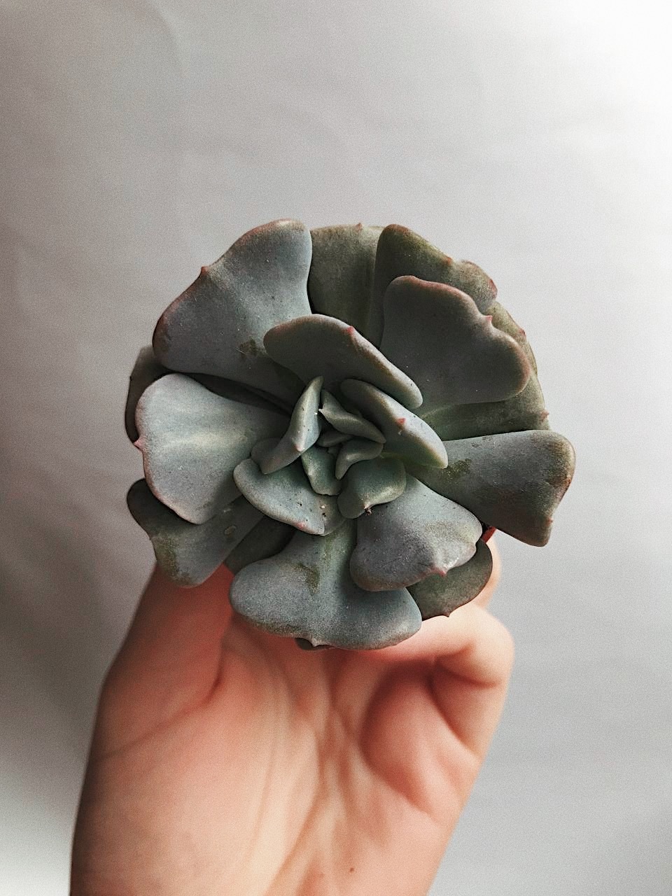 Эхеверия Кубик Фрост Echeveria Cubic Frost купить в интернет-магазине в  Москве