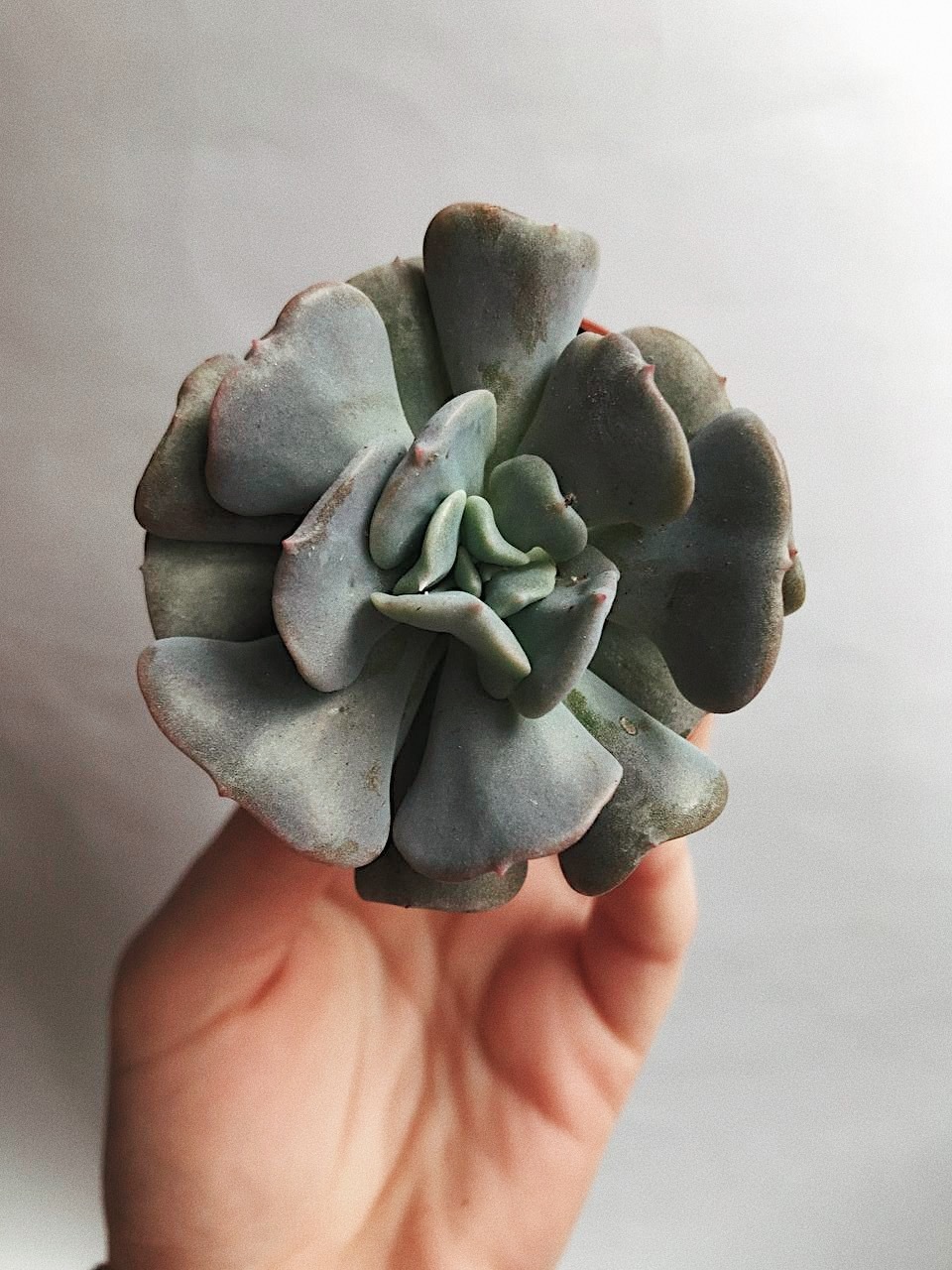 Эхеверия Кубик Фрост Echeveria Cubic Frost купить в интернет-магазине в  Москве