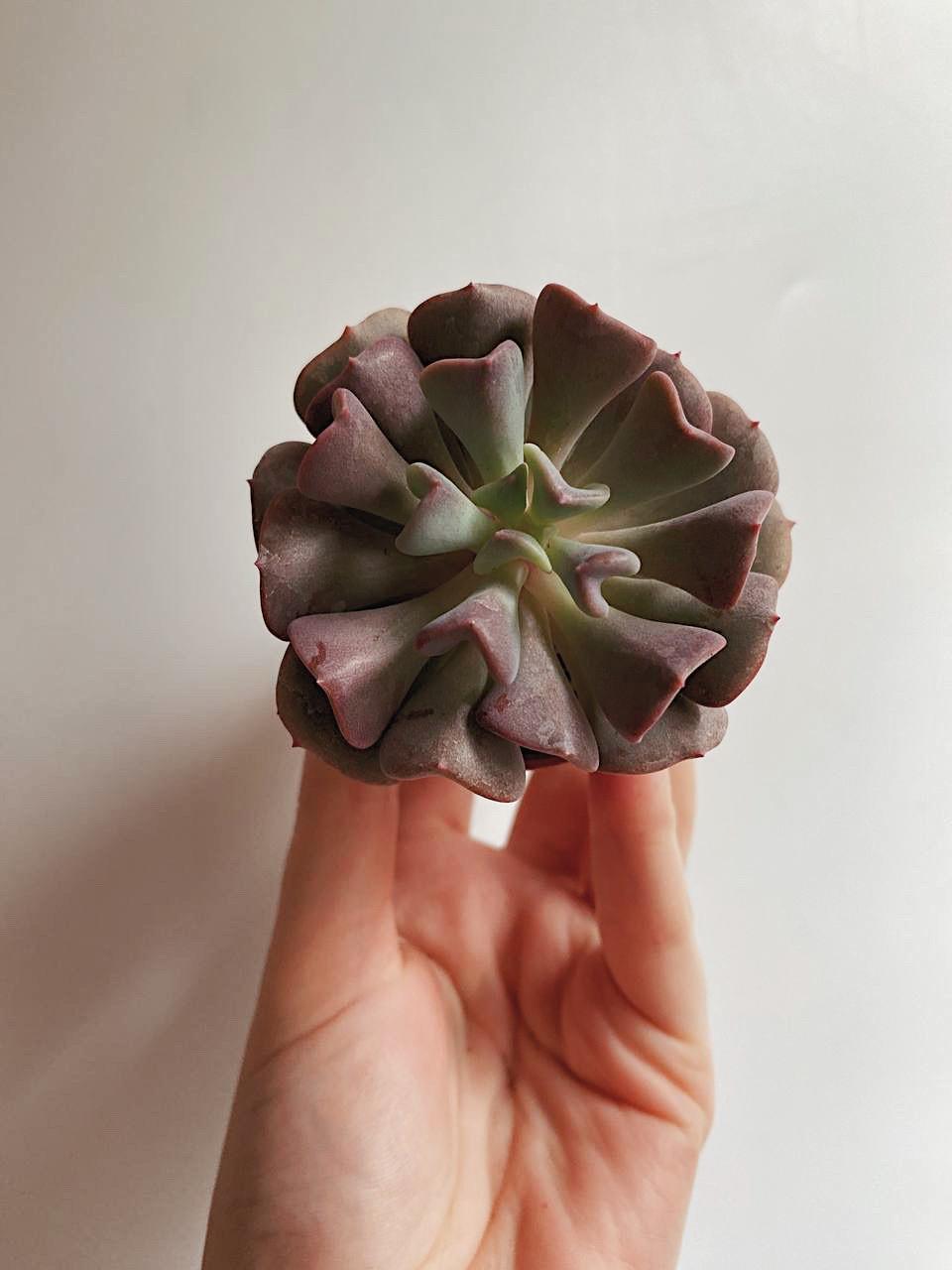 Эхеверия Кубик Фрост Echeveria Cubic Frost купить в интернет-магазине в  Москве