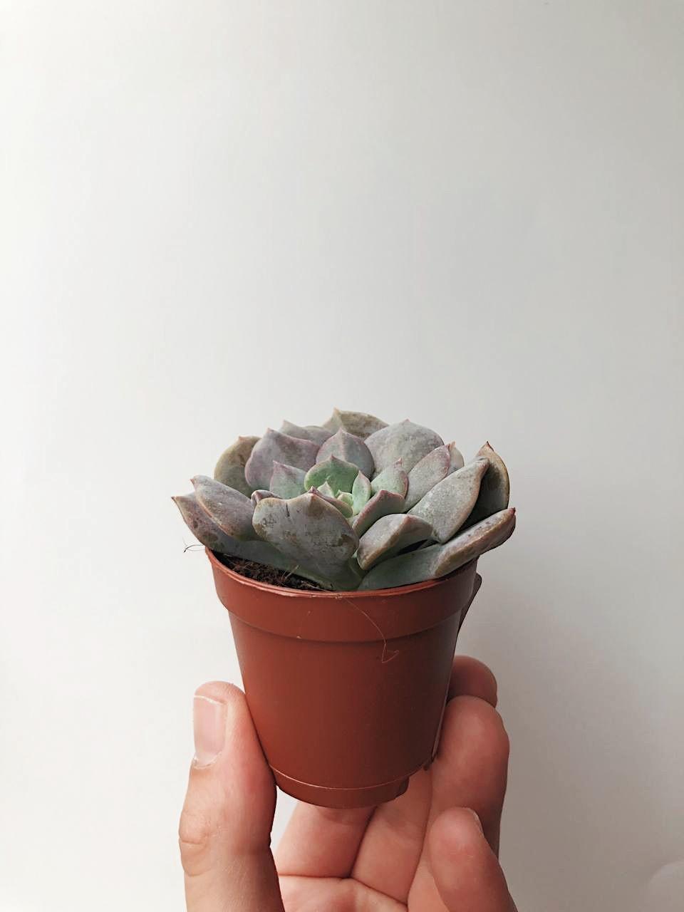 Эхеверия Кубик Фрост Echeveria Cubic Frost купить в интернет-магазине в  Москве