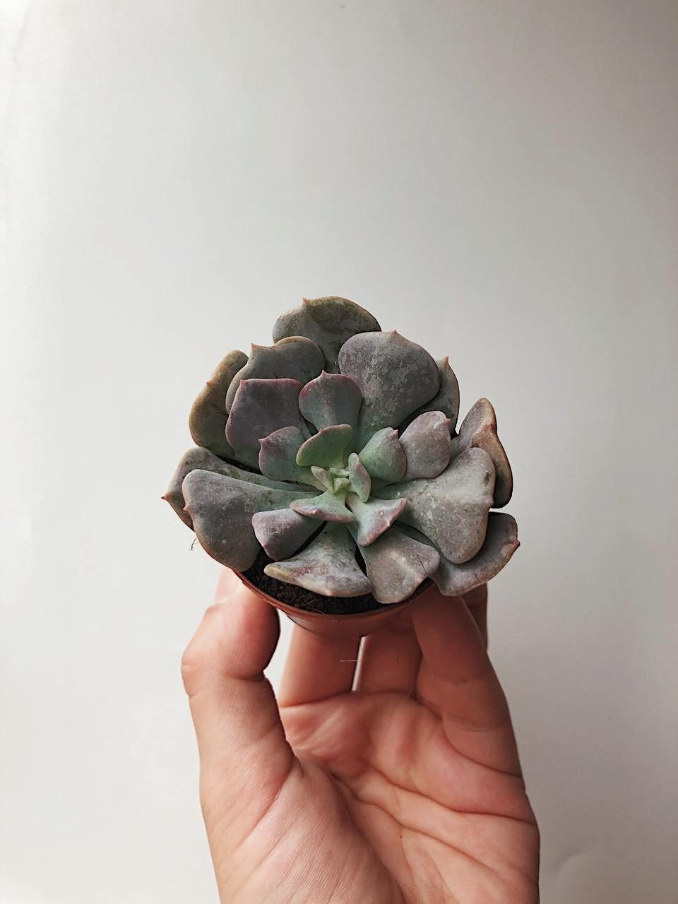 Эхеверия Кубик Фрост Echeveria Cubic Frost купить в интернет-магазине в  Москве