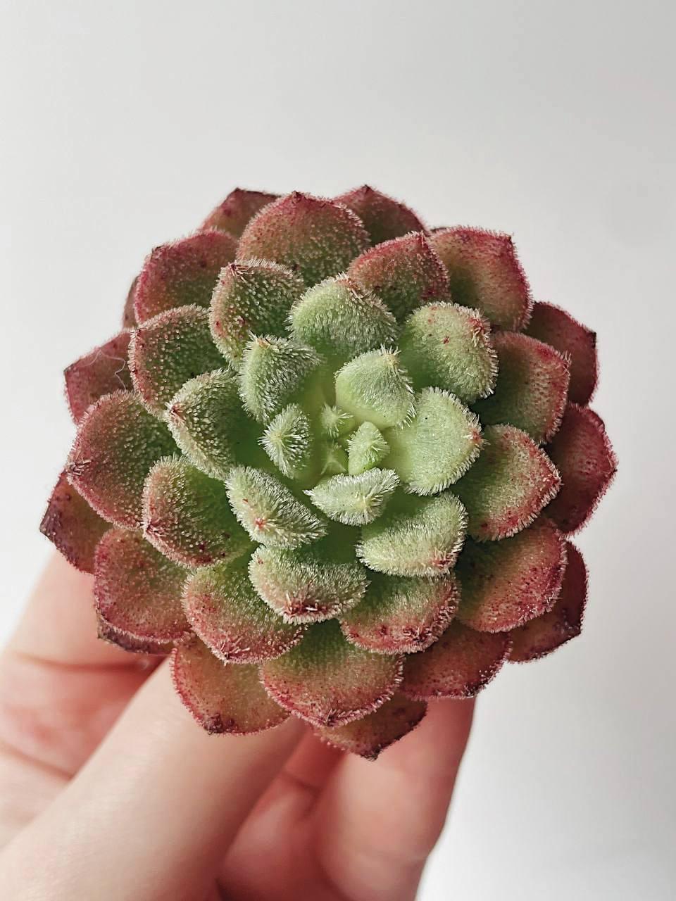 Корея > Echeveria Carol купить в интернет-магазине