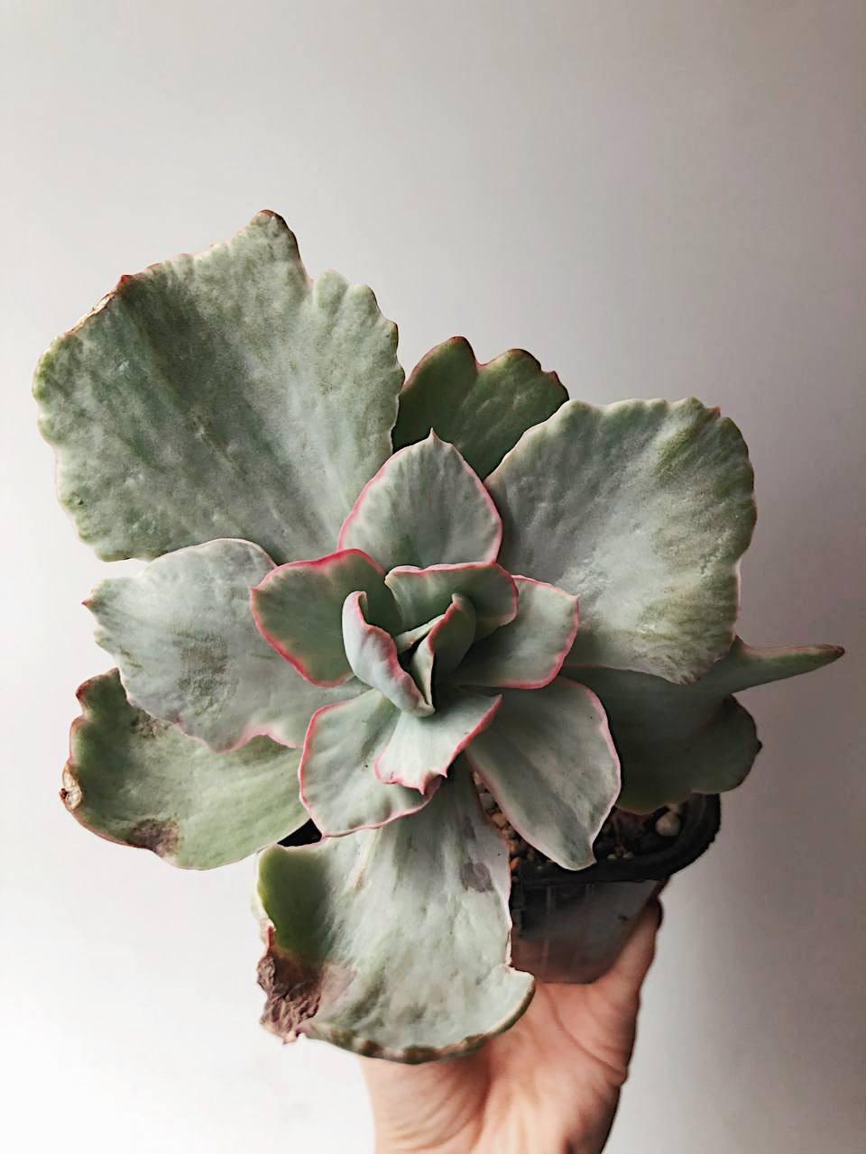 Корея > Echeveria flying cloud купить в интернет-магазине