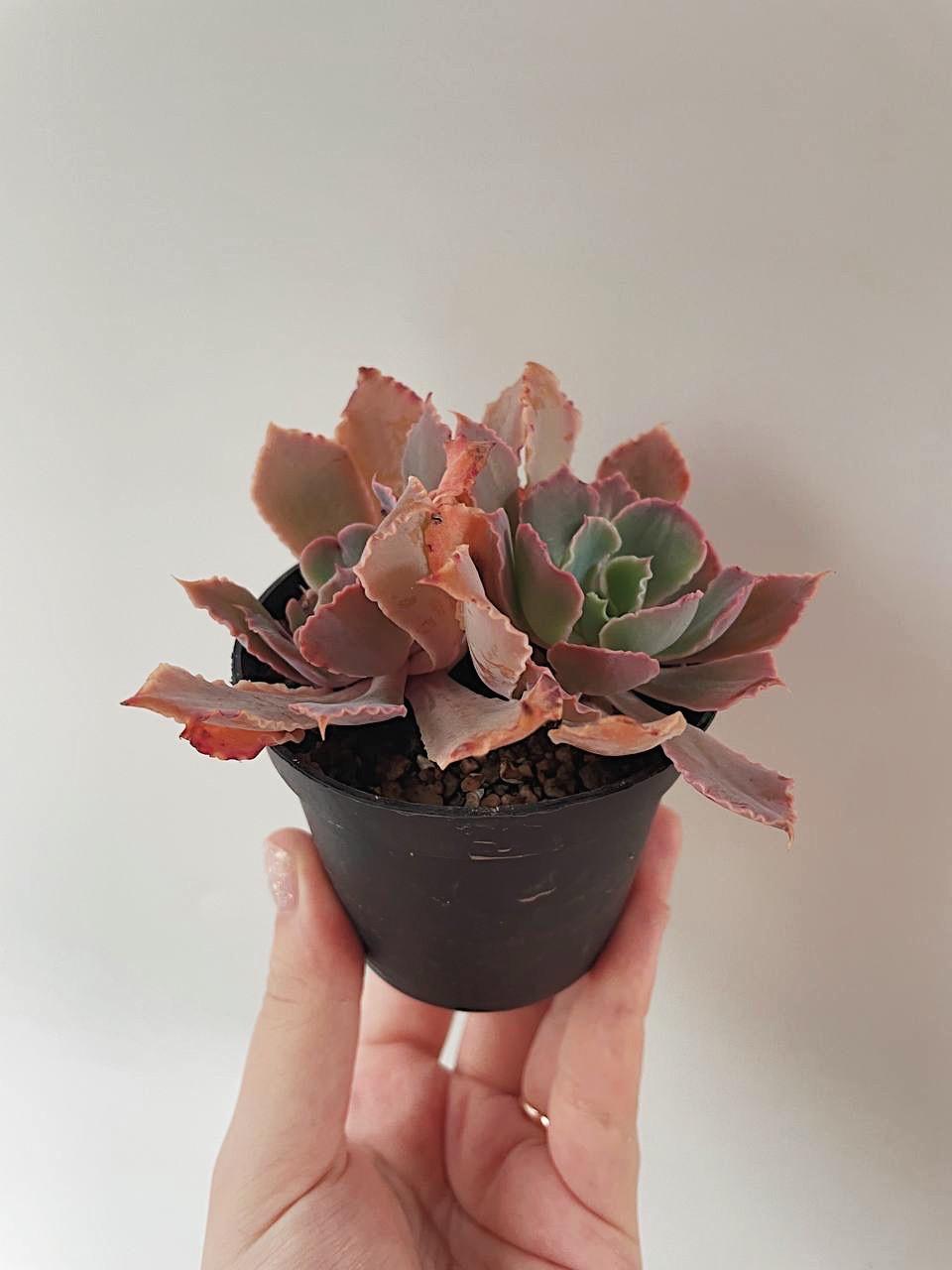 Корея > Echeveria shaviana купить в интернет-магазине