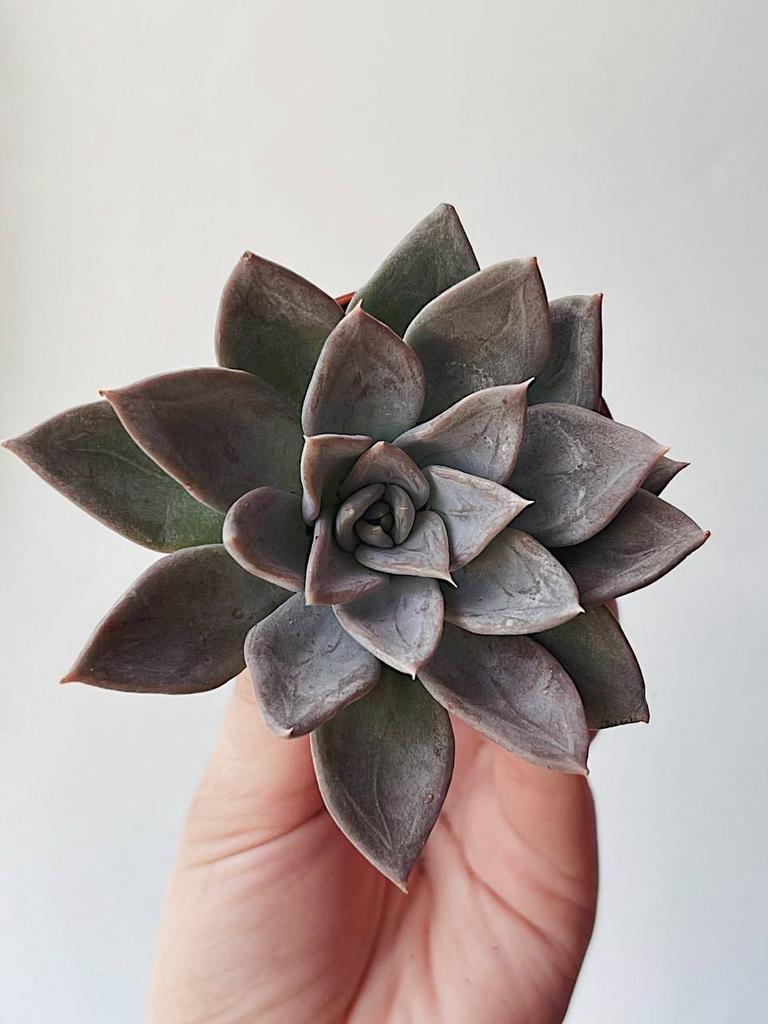 Эхеверия Сильвер Квин Эхеверия Серебряная Королева Echeveria Silver Queen  Эхеверия купить в москве