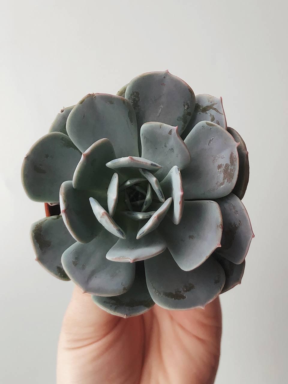 Эхеверия Сабсесилис Echeveria Subsessilis