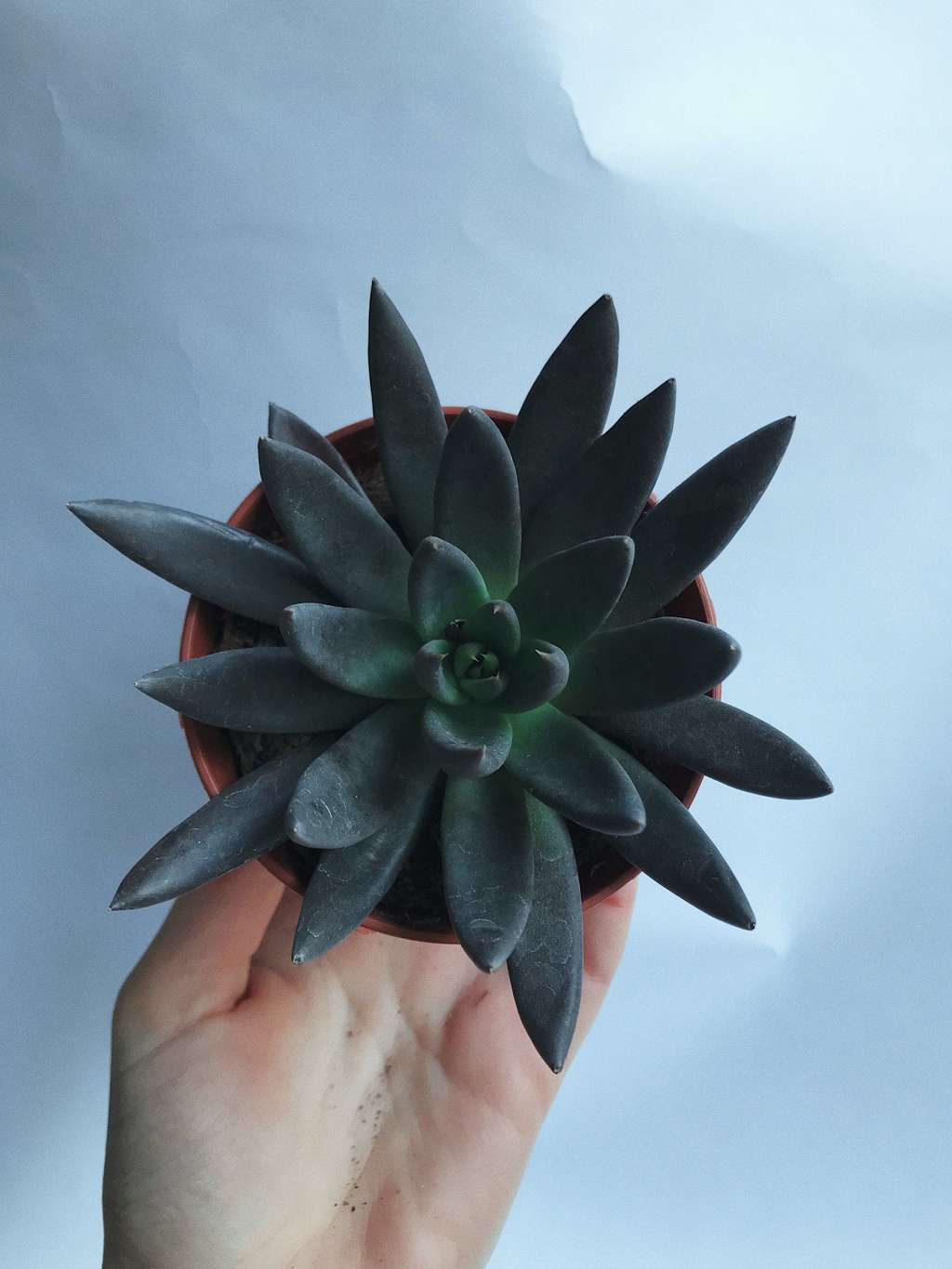 Эхеверия Чёрный Рыцарь Echeveria Black Knight купить суккуленты в Москве