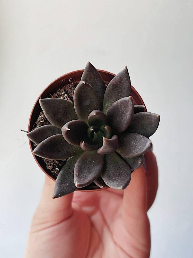 Эхеверия Чёрный Рыцарь Echeveria Black Knight купить суккуленты в Москве