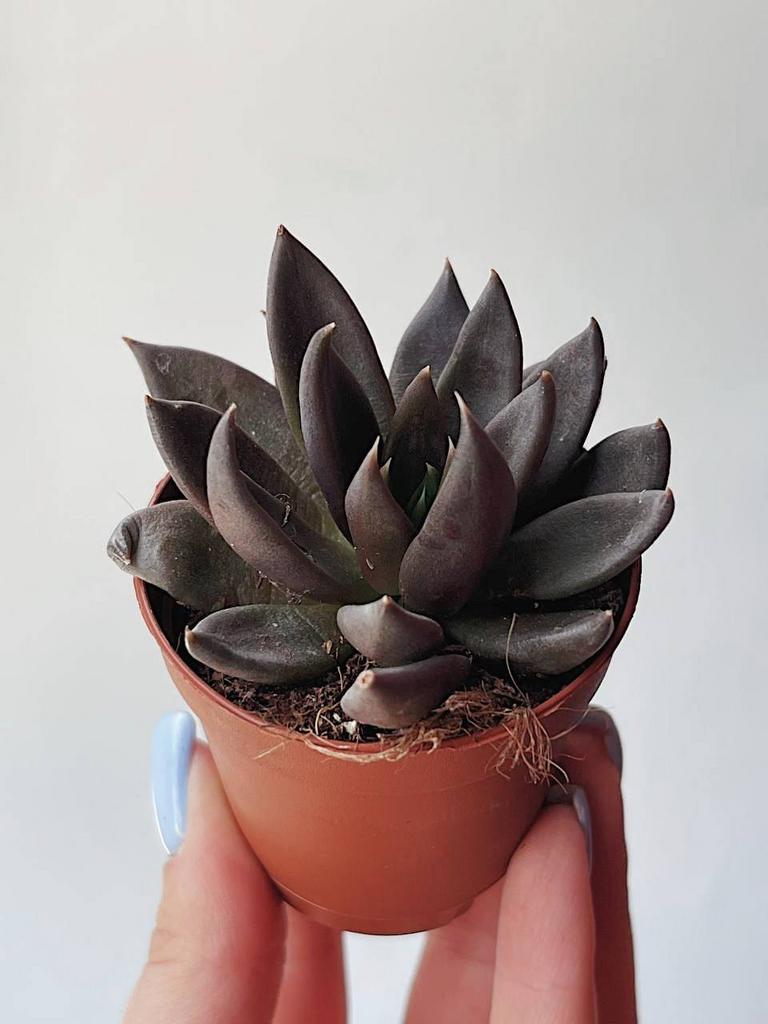 Эхеверия Чёрный Рыцарь Echeveria Black Knight купить суккуленты в Москве