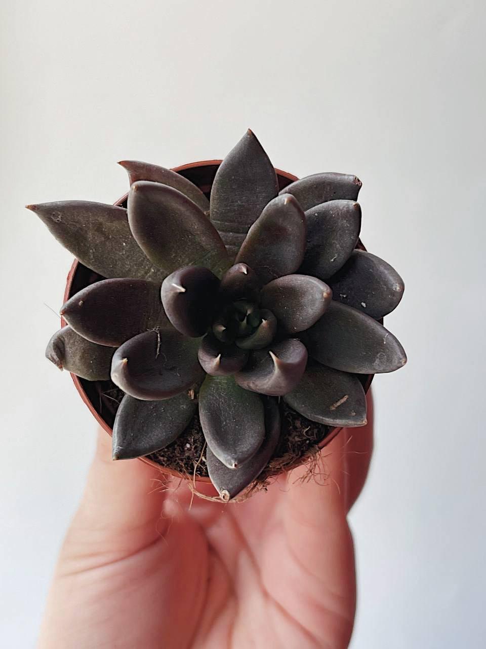 Эхеверия Чёрный Рыцарь Echeveria Black Knight купить суккуленты в Москве