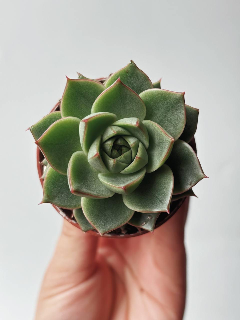 Эхеверия Фабиола Echeveria Fabiola купить с доставкой