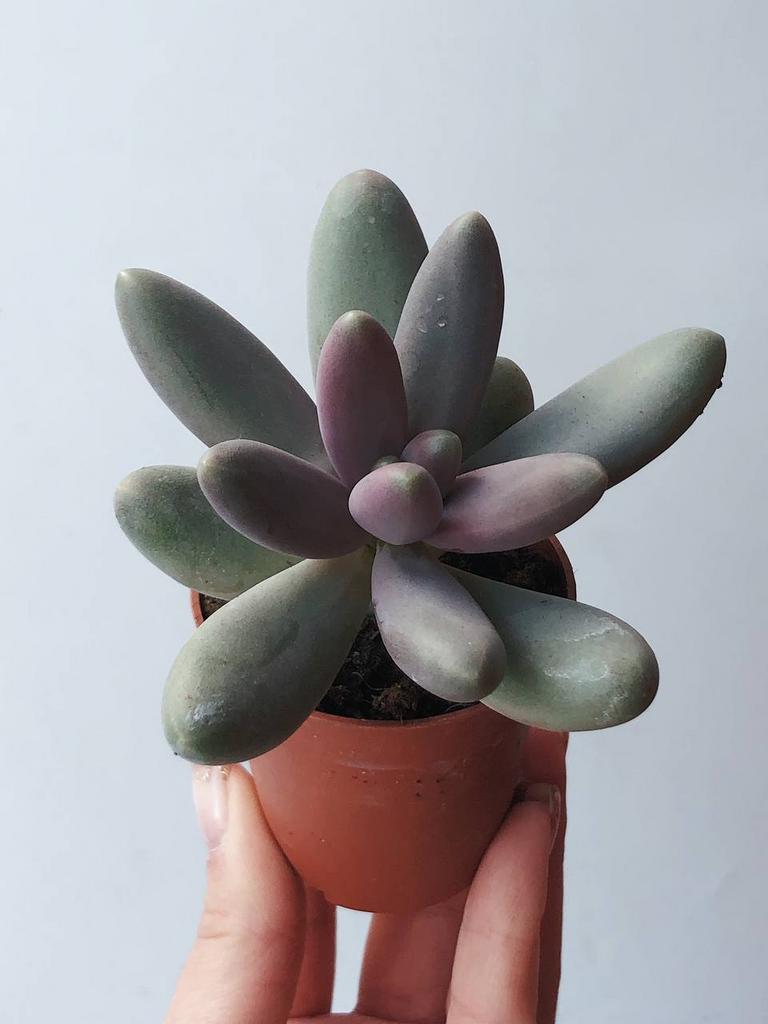 Суккулент Пахифитум Капитан Джессоп Pachyphytum Captain Jessop