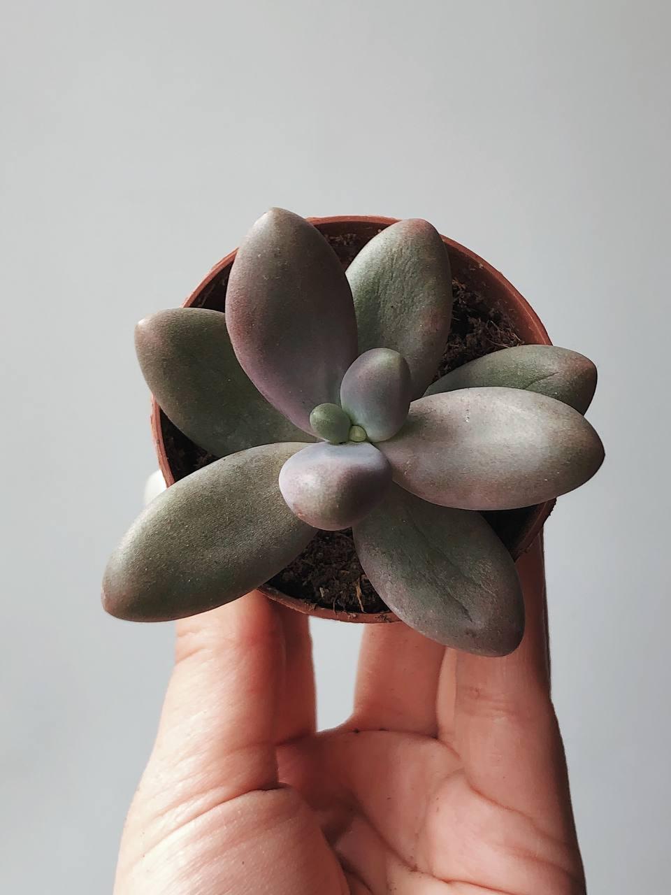 Суккулент Пахифитум Капитан Джессоп Pachyphytum Captain Jessop