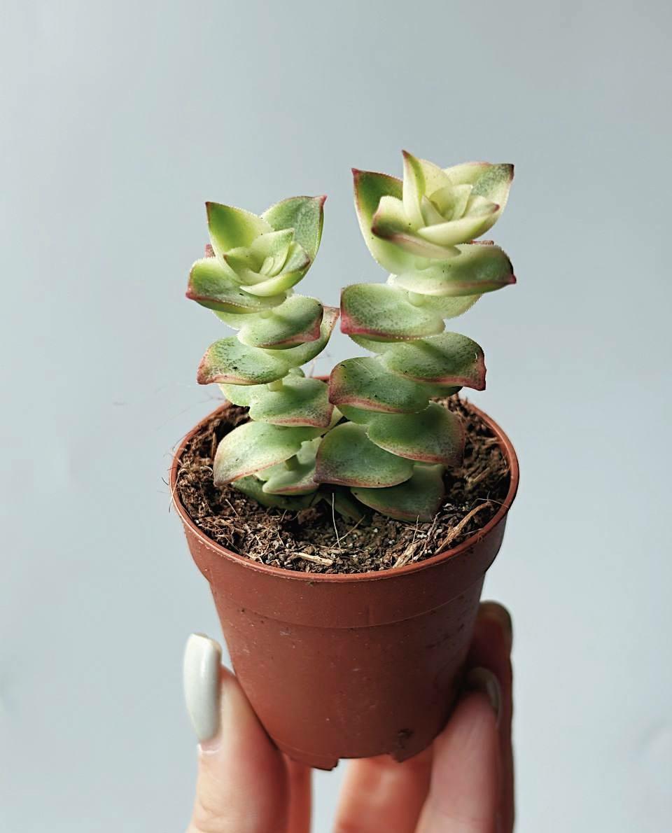 Крассула Перфората Вариегатная Crassula Perforata Variegata купить в  интернет-магазине