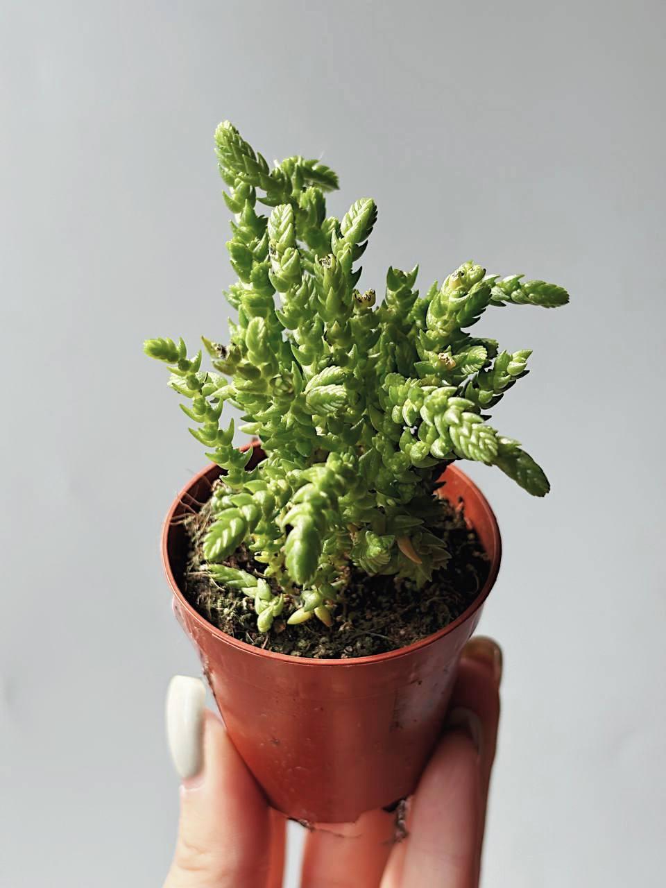 Крассула Плауновидная Crassula Lycopodioides Купить Крассулу