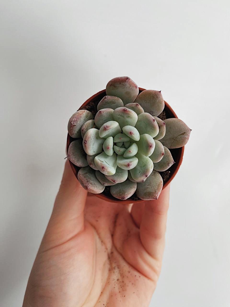 Суккулент Эхеверия Куспидата купить в Москве Echeveria Cuspidata var Gemmula