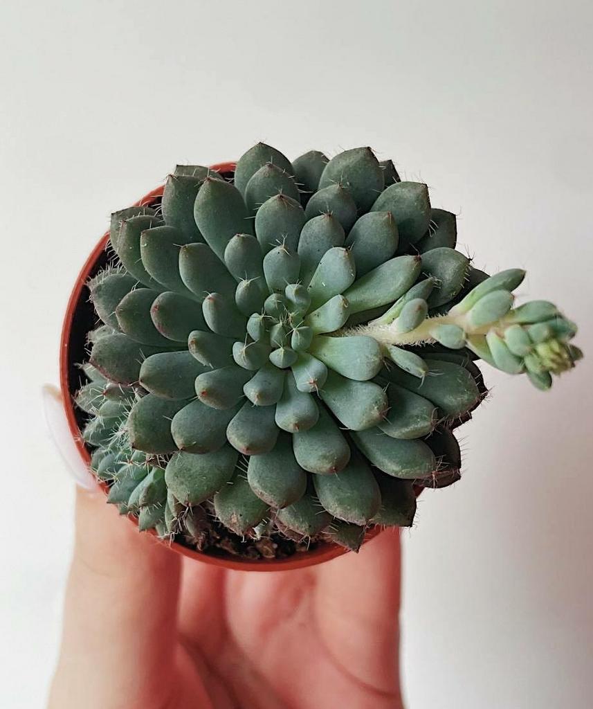 Суккуленты - Эхеверия Сетоза Echeveria Setosa купить с доставкой в Москве