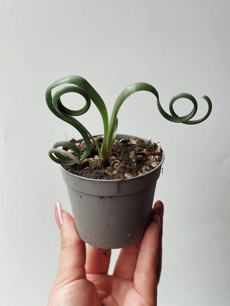 Суккуленты - Эхеверия Поллукс Echeveria Pollux купить в магазине
