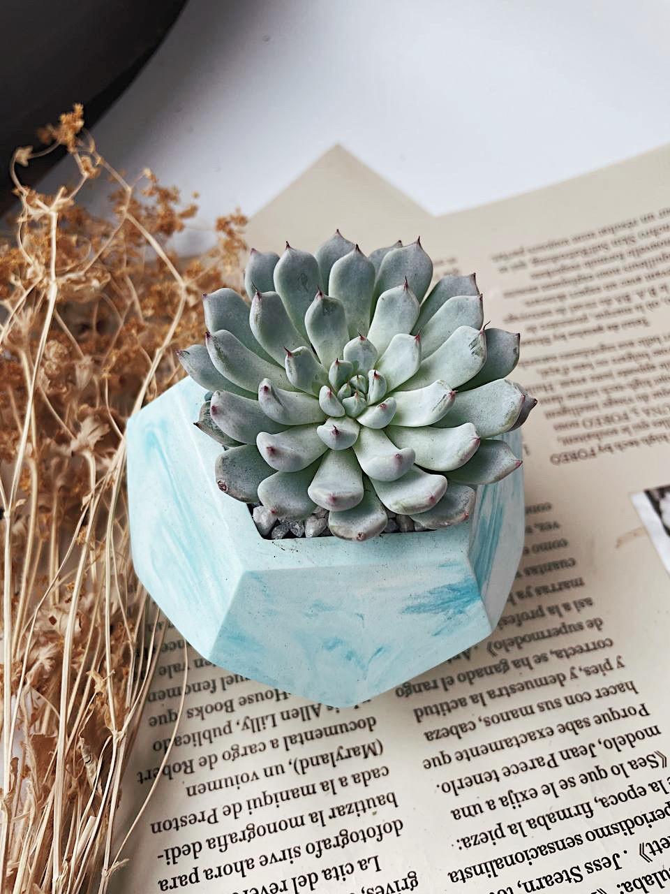 Эхеверия Куспидата Echeveria Cuspidata купить в магазине суккулентов в  Москве