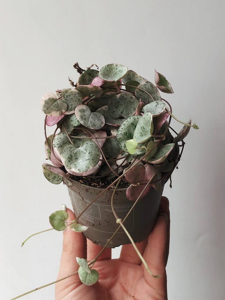 Суккуленты - Церопегия Вуда Вариегатная Ceropegia Woodii Variegata купить