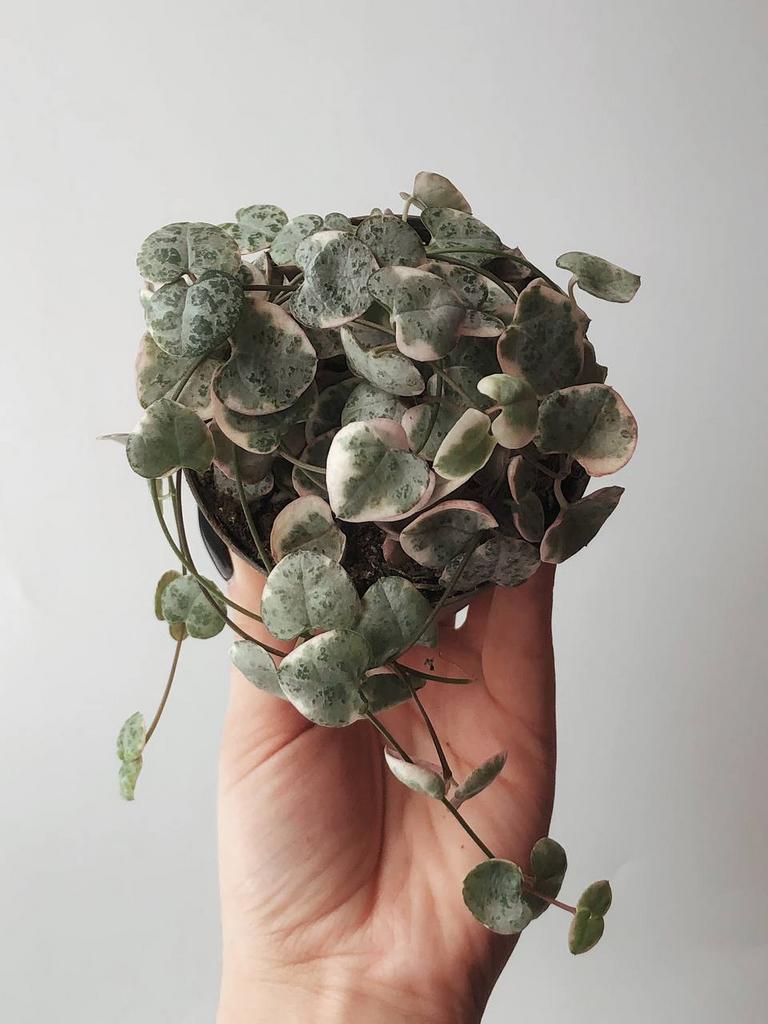 Суккуленты - Церопегия Вуда Вариегатная Ceropegia Woodii Variegata купить