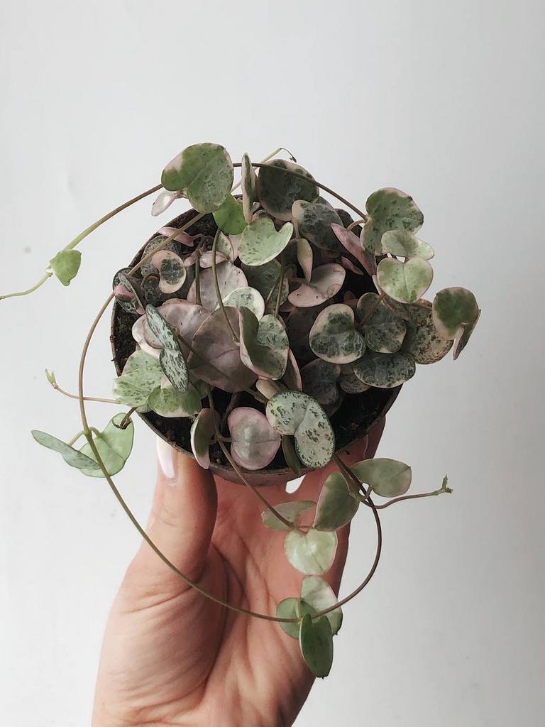 Суккуленты - Церопегия Вуда Вариегатная Ceropegia Woodii Variegata купить