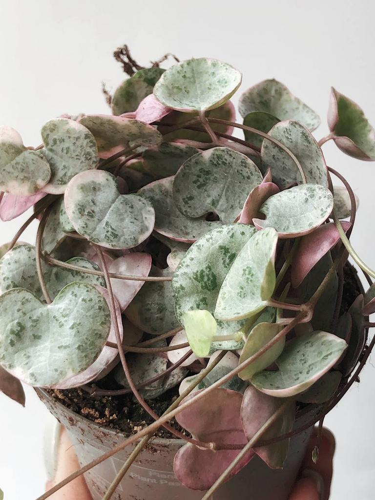 Суккуленты - Церопегия Вуда Вариегатная Ceropegia Woodii Variegata купить