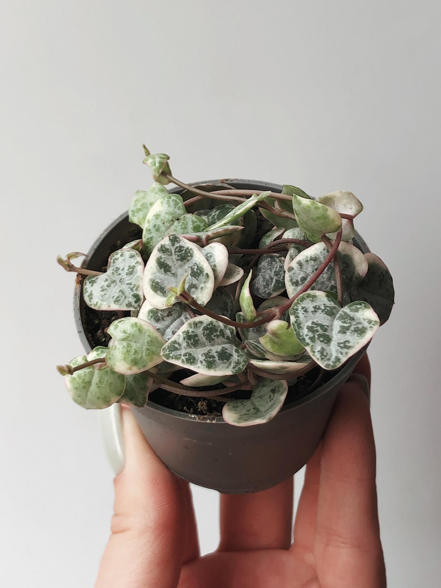 Суккуленты - Церопегия Вуда Вариегатная Ceropegia Woodii Variegata купить