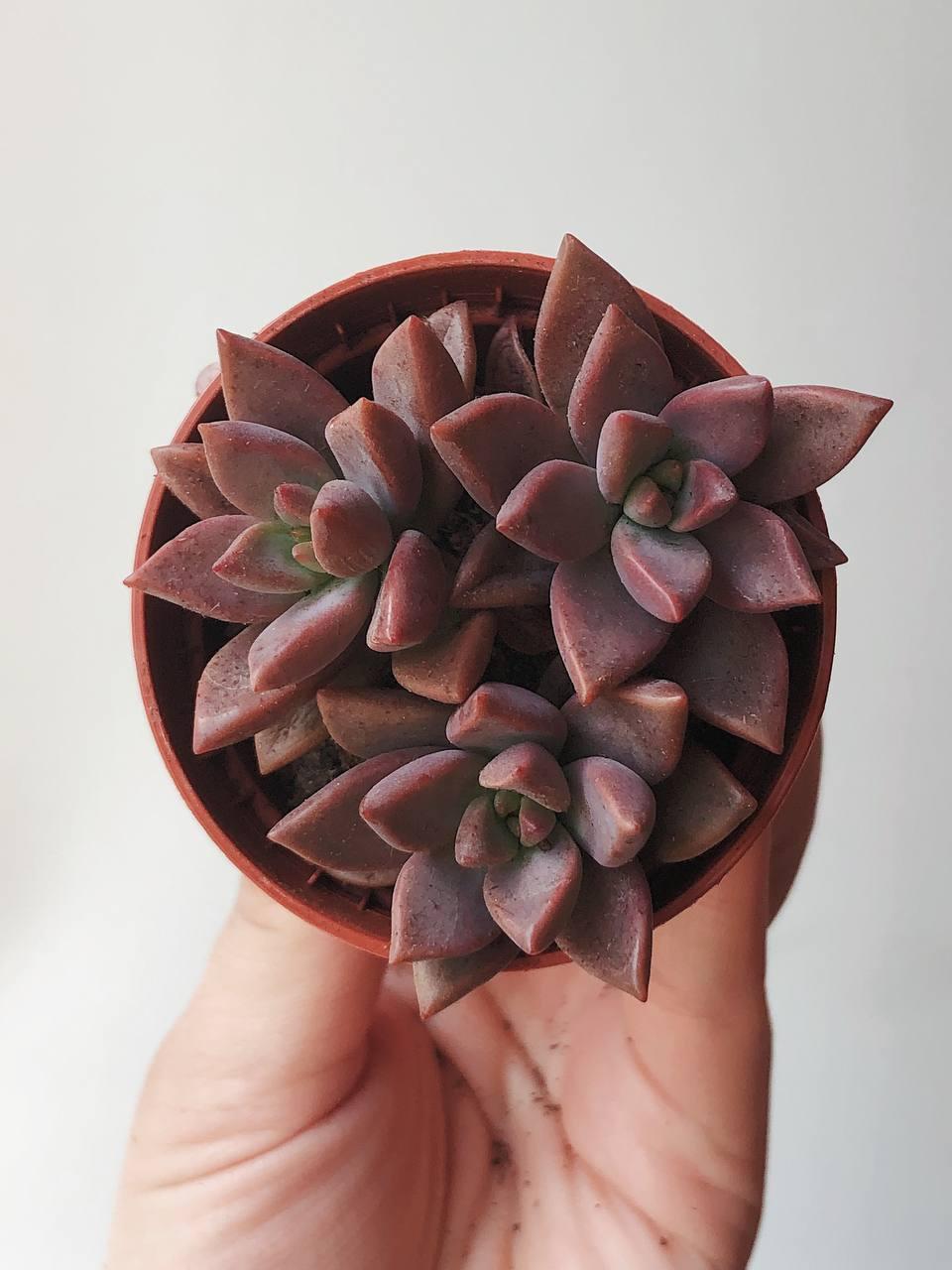 Суккуленты - Граптоседум Бронзовый Graptosedum Bronze купить