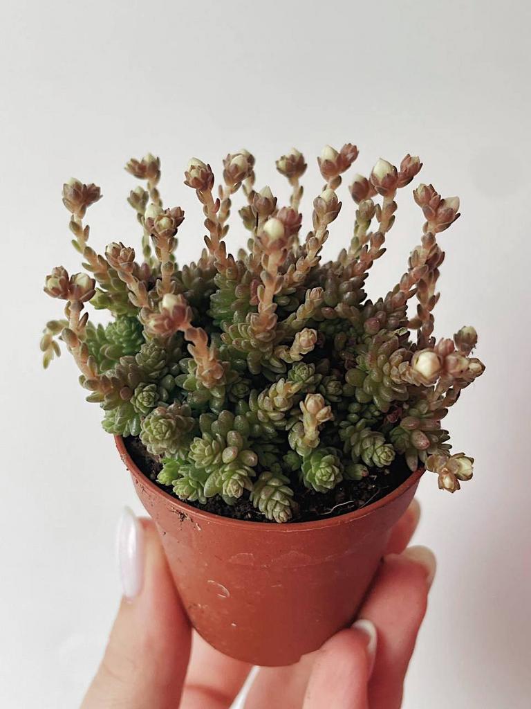 Седум Аврора Sedum Aurora купить