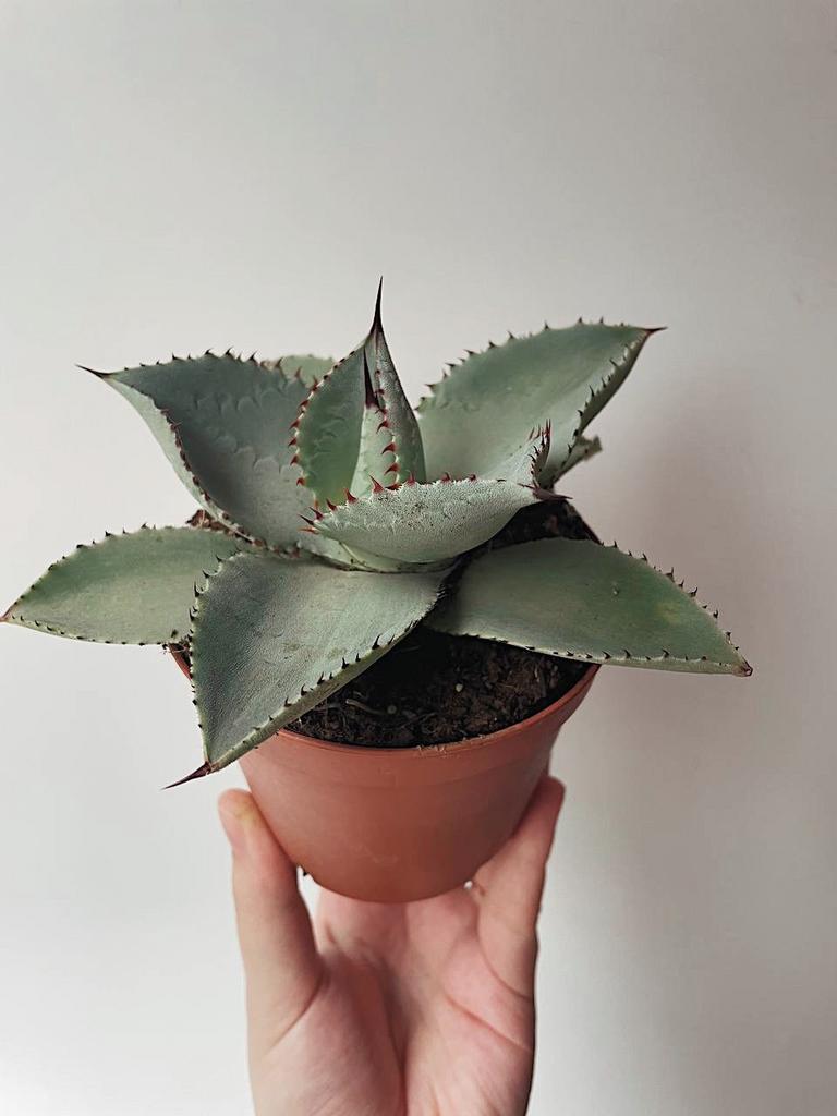 Агава Пигмея Пальцы Дракона Agave Pygmaea Dragon Toes купить в Москве с  доставкой по России или самовывоз