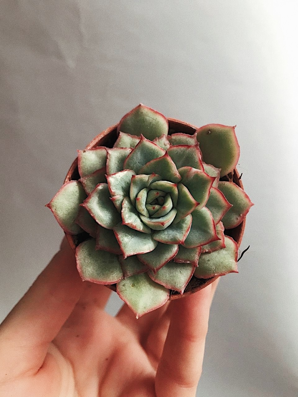 Суккуленты - Эхеверия Калифорния Квин Echeveria Californica Queen